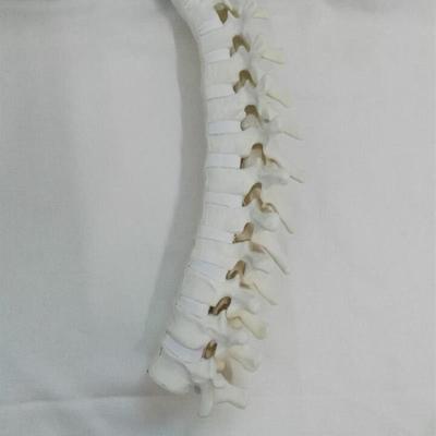 骨科手术演示练习Sawbone仿真骨练习骨胸椎教学医用模型医学教仪