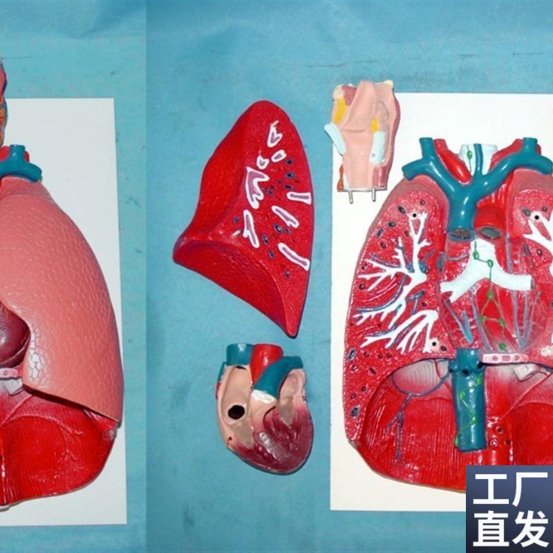 人体肺部解剖模型肺模型F教学医用人体标本模型