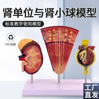 肾与肾单位肾小球模型人体肾模型肾脏模型肾U脏解剖模型肾科