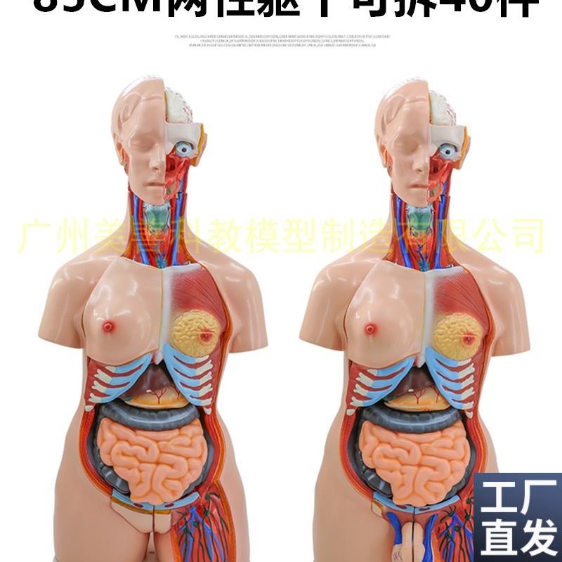 85cm两性躯干模型q器官互换可拆40件人体解剖模型医学教具