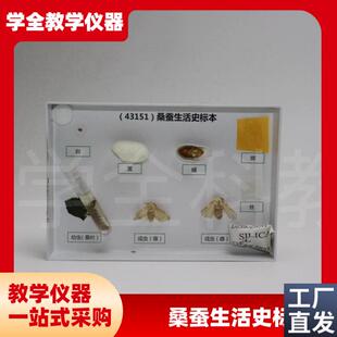 厂家直销蚕宝宝的一生标本桑x蚕生命周期蚕蛹蚕蛾蚕茧试管标本蚕