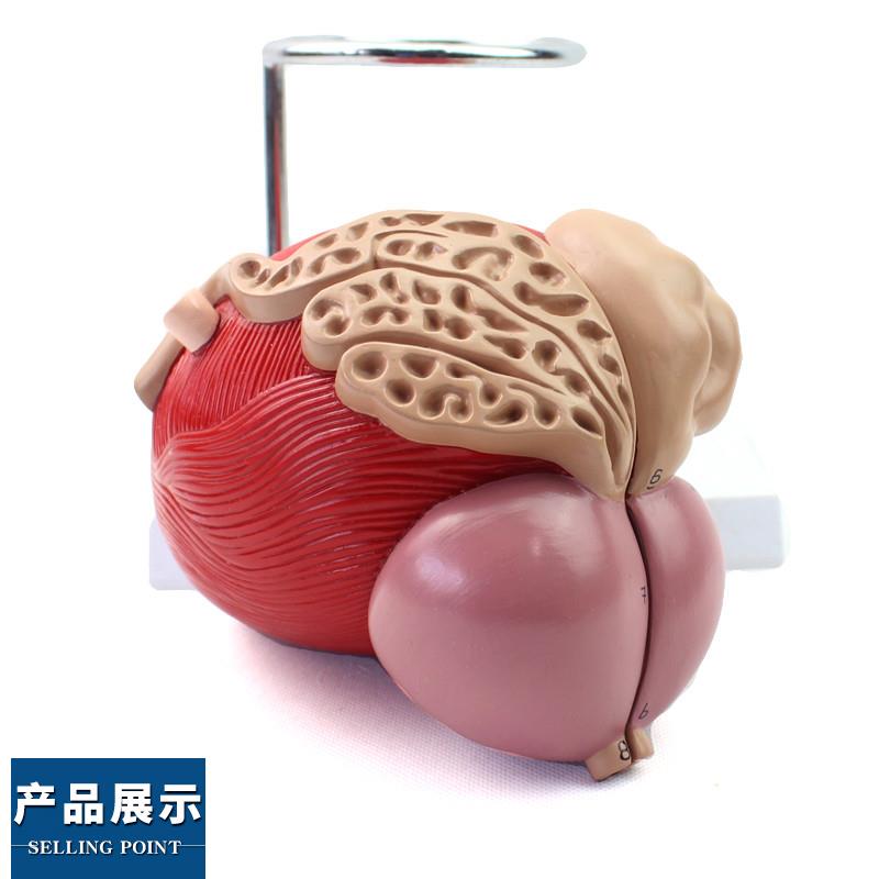 ENOVO颐诺医学人体膀胱模型前列腺模型泌尿生殖系统Y解剖泌尿科泌