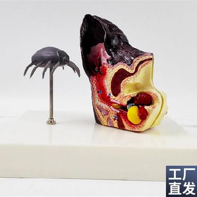 狗耳朵健康病态解剖模型带狗跳蚤动物犬科L宠物犬兽医教学教具热