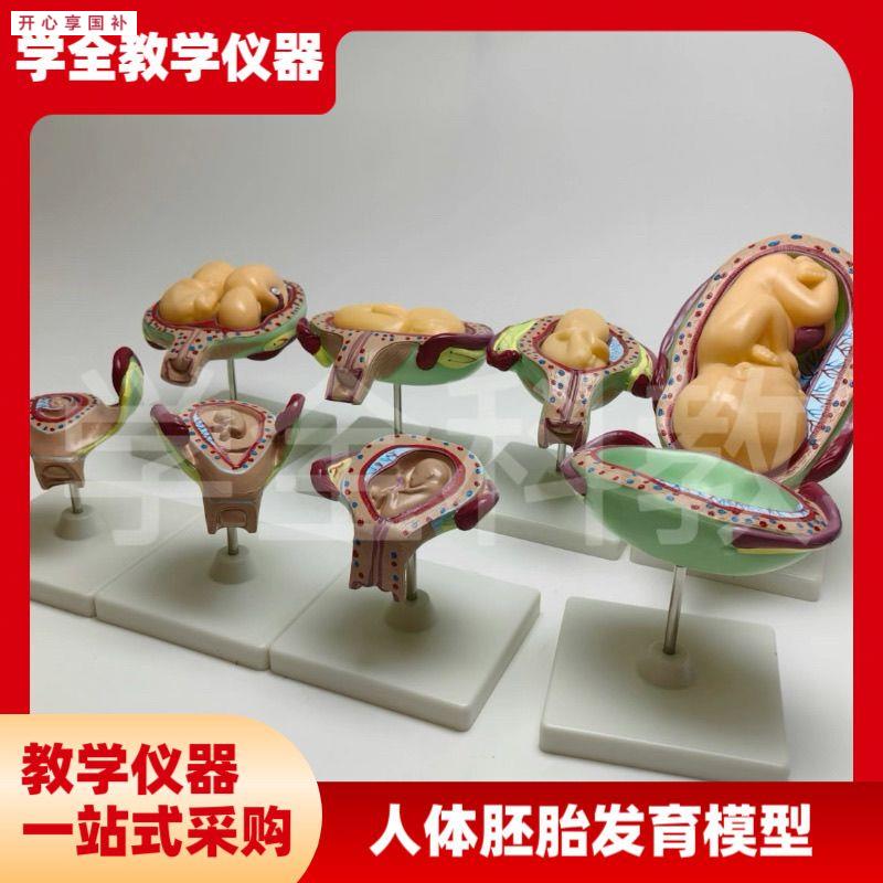 人体胚胎R发育模型妊娠胚胎发育过程怀孕十月胎儿模型医学教学