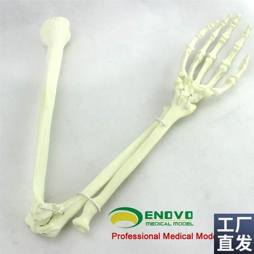 ENOVO颐诺骨科手术摸拟上肢仿真骨模型人工Q皮质骨松质骨骨科钉