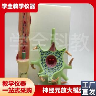 神经元放大模g型神经元胞体和神经纤维结构放大模型神经细胞模型
