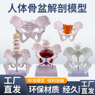 产后康复可活动骨盆模型骶骨髋骨女性可弯曲人Q体骨骼解剖盆底肌