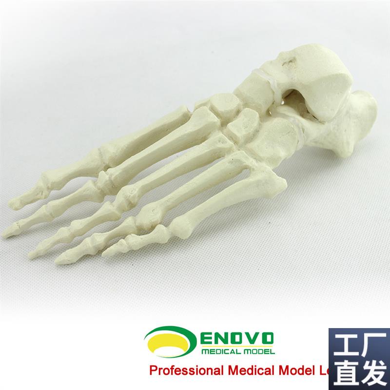 ENOVO正品骨科Sawbone脚骨B人工皮质骨松质骨足骨骨科植入仿真模