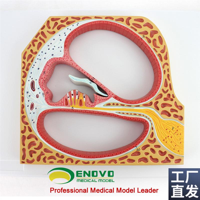 ENOVO正品人体螺旋器qCorti器科蒂氏器官耳鼻喉科耳朵模型医学用