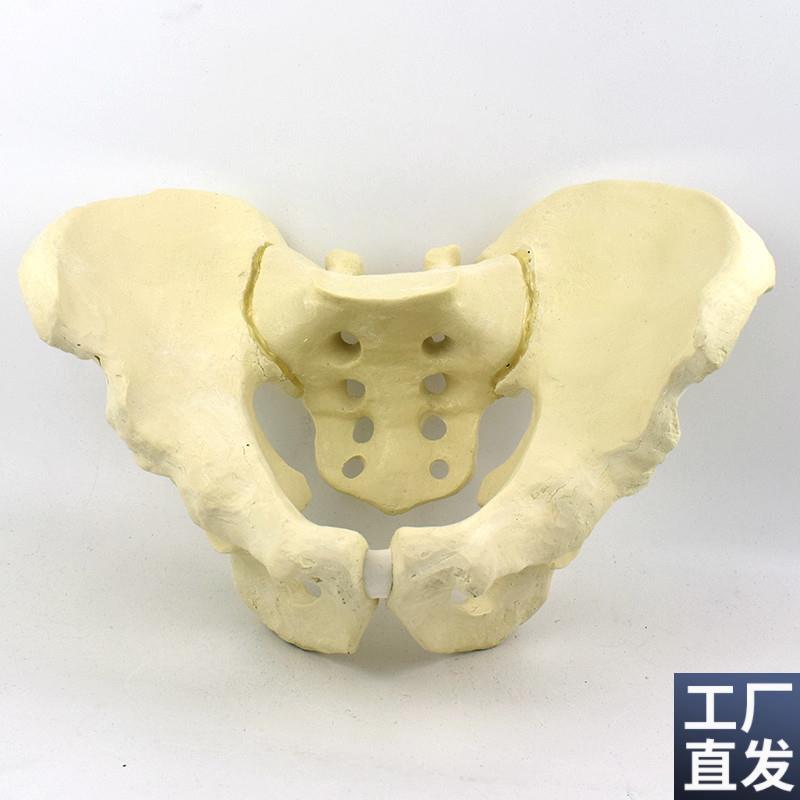 ENOVO颐诺仿真骨盆模型骨科手术摸拟骨盆骨折手术Y训练骼骨髋骨