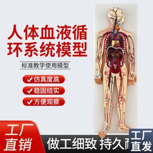 人体血液循环系统模型心t血管介入心脏解剖心脑血管动脉静脉模型