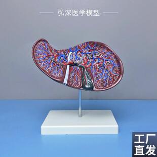 肝解剖模型2倍放大肝胆血管内脏器官人体消化系统U结构胆囊医教学