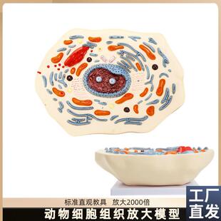 动物细胞模型显微结构解剖模型细H胞膜细胞质细胞核线粒体