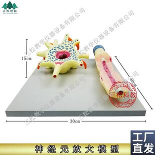 神经元放大模型神经元胞体和神经纤维结构放大R模型神经细胞模型