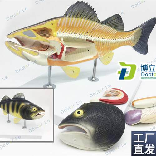 鱼解剖模型水产养殖专业科学教学实验R模型生物动物模型