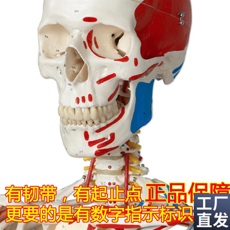 ENOVO颐诺医学1m70CM人体骨骼模型肌肉骨架标本解剖脊柱骨科教学