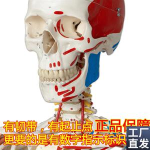 ENOVO颐诺医学1m70CM人体骨骼模型肌肉骨架标本解剖脊柱骨科教学