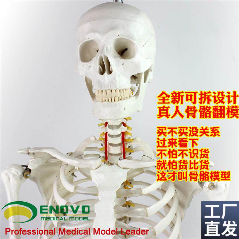 ENOVO颐诺170cm人体骨骼模型骨架标本模型美术医学艺Z用可拆卸骨