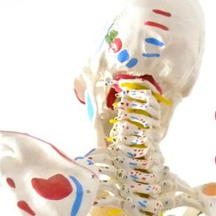 人体骨骼模型170cm人体骨骼标本模型J脊椎模型关节模型医用模型