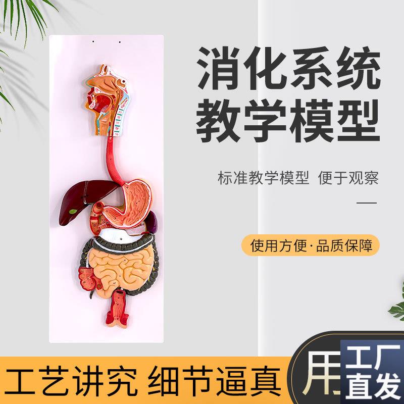 标准医学人体消化系统解剖模型等D比例设计生物实验器材教学仪器