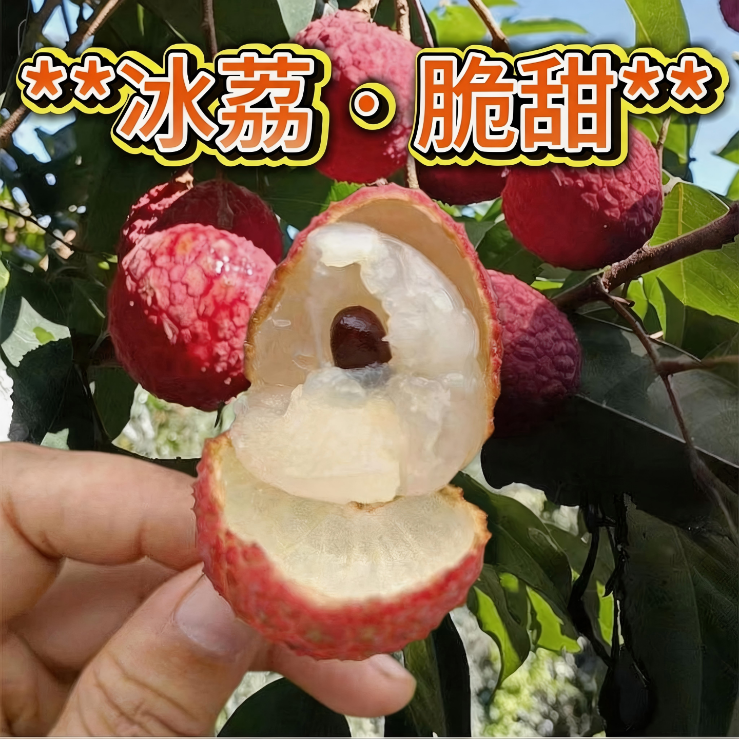荔枝新鲜包邮冰荔香荔仙奉荔糯米糍现摘现发应季水果灵山顺丰空运