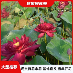 【大型荷花推荐】(建国碗莲苑)荷花种藕阳台池塘开花盆栽水培植物