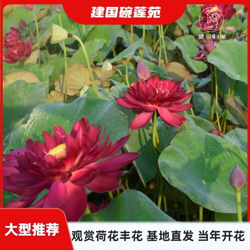 【大型荷花推荐】(建国碗莲苑)荷花种藕阳台池塘开花盆栽水培植物 - 封面