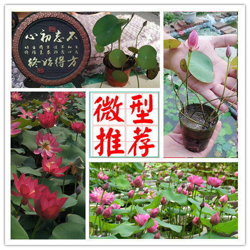 【微型丰花碗莲推荐】小铃周劲松 荷影 雉雀喙微莲苑小池秦淮彩灯