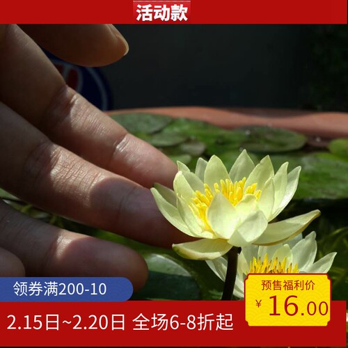 微型开花种植碗莲盆栽