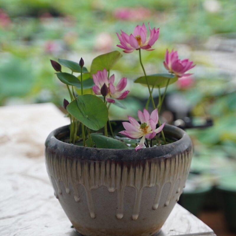 （红舞妃）微型碗莲种藕荷花盆栽莲花水培观赏植物花卉建国碗莲苑