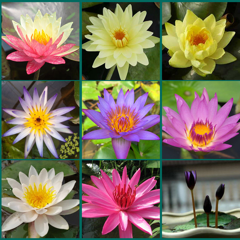 1基地现货直发睡莲【书香庭院玉痕素野君多个达人推荐)建国碗 莲