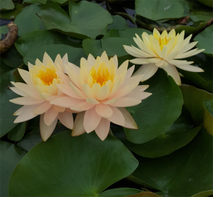 艾肯斯 大型浅黄色 睡莲盆栽开花多适合家庭种植块茎建国碗莲苑