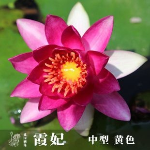 【霞妃】 中型耐寒红色 睡莲盆栽套装花卉大苗根块建国碗莲苑