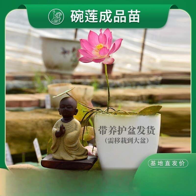【碗莲成品苗】阳台书房小型荷花