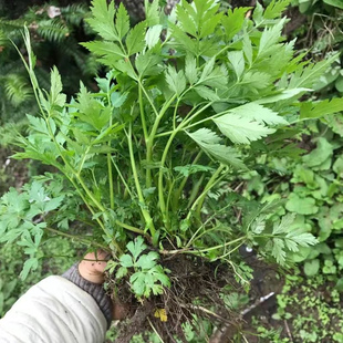 盆栽藁本苗川芎香苗川芎根块地栽 室内外庭院种植 易成活