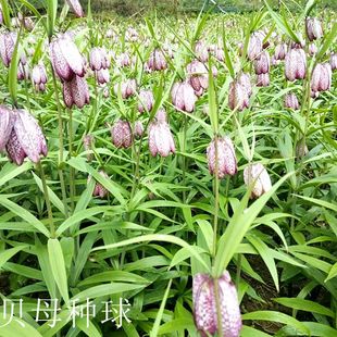 贝母种子种球川贝平贝浙贝母皖贝种苗盆栽庭院阳台