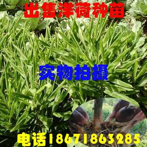 莲花姜价格 莲花姜图片 星期三