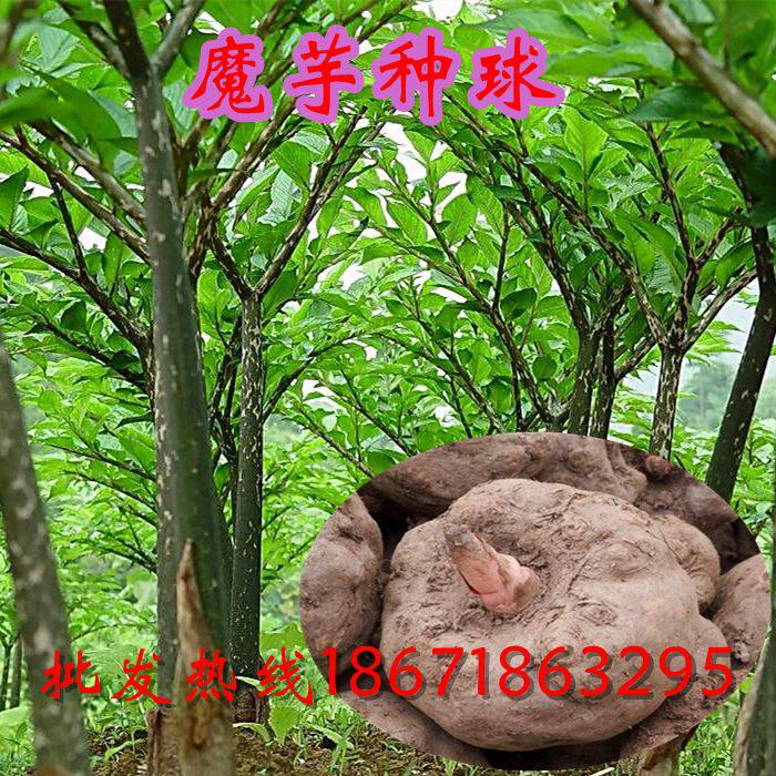 富硒土家高山 魔芋苗种球 可阳台盆栽或大面积种植培易成活易繁殖