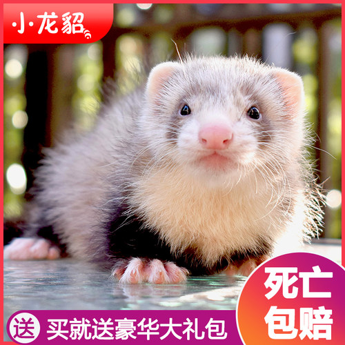 宠物雪貂小龙活体幼崽QBOY