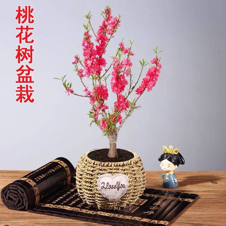 桃花盆栽老桩室内真四季好养寿星桃树观赏景耐寒植物春天开花带花