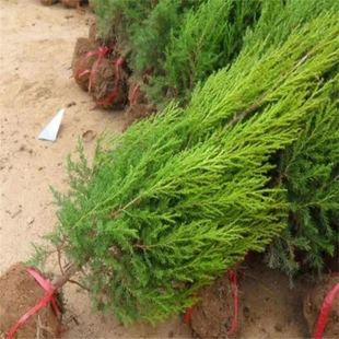 柏树苗松柏塔柏树苗蜀桧圆柏松树宝塔松龙柏苗墓地柏树四季青带土