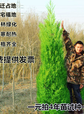 四季长青塔柏树苗松树苗 龙柏苗 墓地松 清明松 绿化松松柏宝塔松