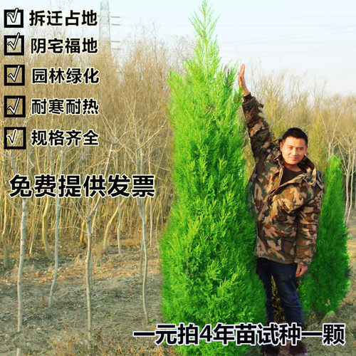 四季长青塔柏树苗松龙墓