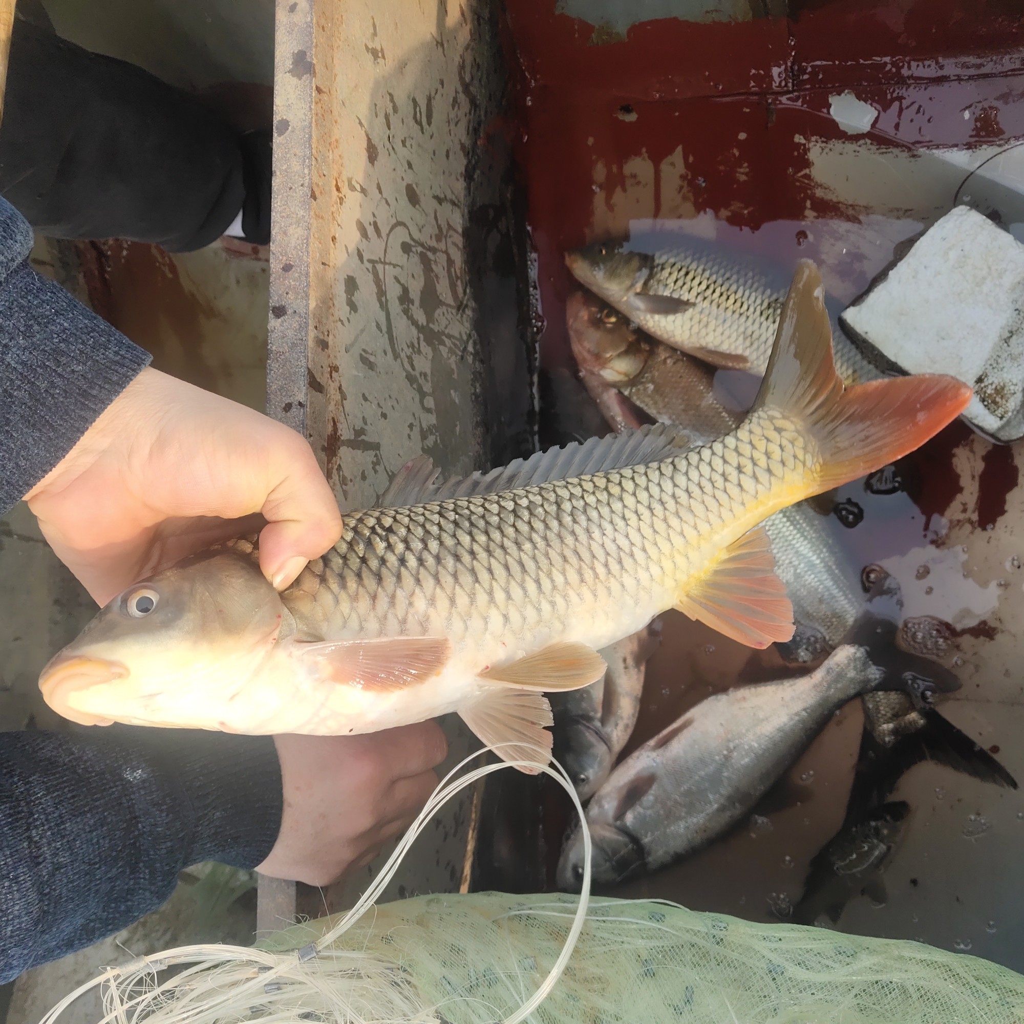 原生态现捕新鲜土鲤鱼鲜活金翅大鲤鱼现杀大野鱼淡水鱼整鱼顺丰