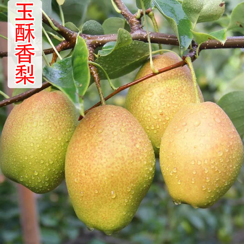 嫁接库尔勒香梨树苗特大玉酥香梨树果苗新品种树状梨南北方种植苗,鲜花速递/花卉仿真/绿植园艺,果树,淘宝优惠券,粉丝福利购,淘宝优惠卷