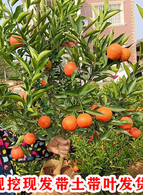 早熟东方红橘树果苗嫁接美国蜜糖橘子树苗南北方种植盆栽地栽树苗