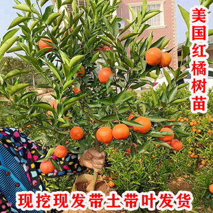 早熟东方红橘树果苗嫁接美国蜜糖橘子树苗南北方种植盆栽地栽树苗