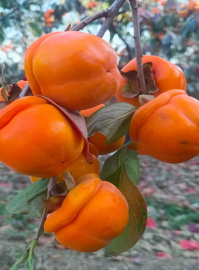 北方耐寒磨盘甜柿子树果苗南北方种植庭院果树大树大果软柿子苗树