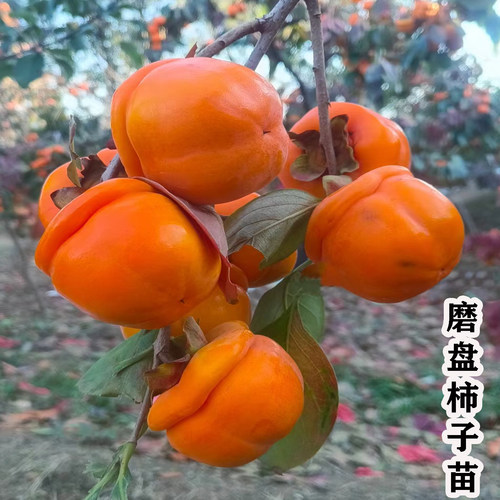 北方耐寒磨盘甜柿子树果苗南北方种植庭院果树大树大果软柿子苗树
