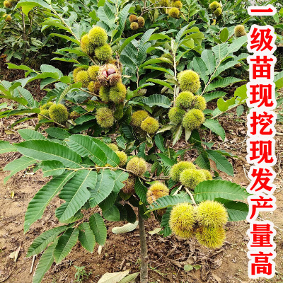 大红袍板栗一年四季易栽植易成活